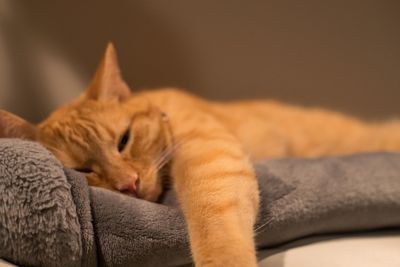 Close-up of a cat resting