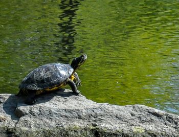 High angle view of duck on rock by lake