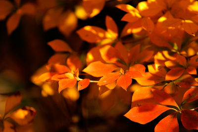 Close-up of orange flowers