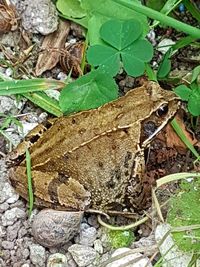 Lizard on plant