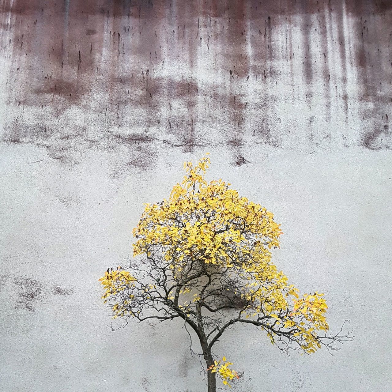 CLOSE-UP OF YELLOW FLOWERING PLANT