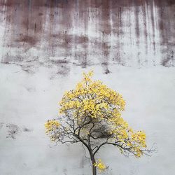 Close-up of yellow flowering plant against wall