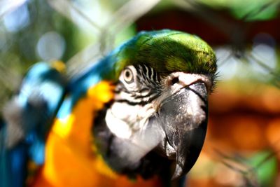 Close-up of a parrot