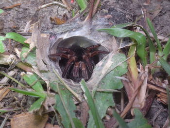 High angle view of insect on ground