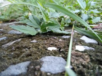 Close-up of plant growing on rock