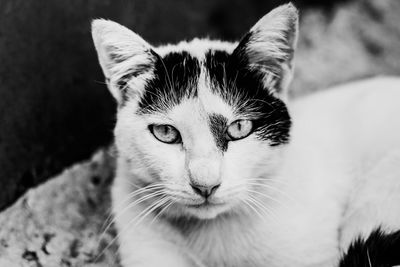 Close-up portrait of cat