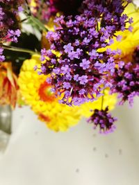 Close-up of fresh purple flowers