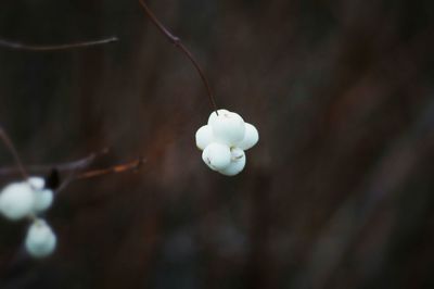 Close-up of white flowers