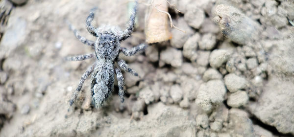 Tan jumping spider