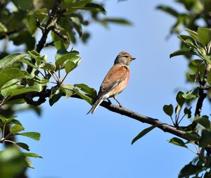 Low angle view of bird perching on branch against sky