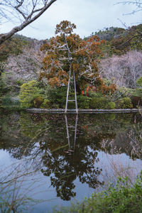 Reflection of trees in lake