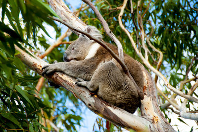 Low angle view of squirrel on tree