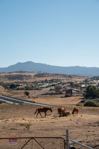 View of sheep on field against sky