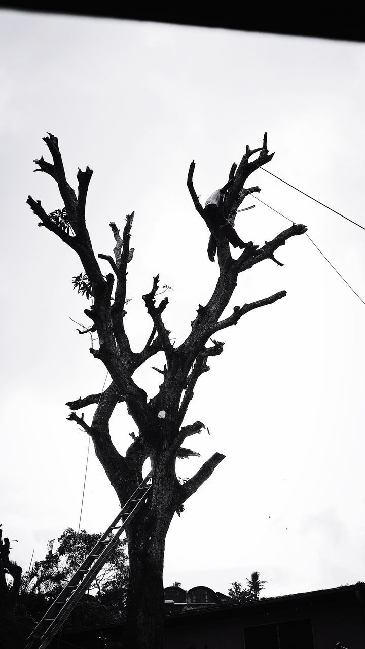 LOW ANGLE VIEW OF BARE TREE AGAINST CLEAR SKY