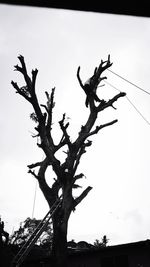 Low angle view of silhouette bare tree against sky