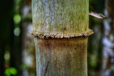 Close-up of lizard on tree trunk