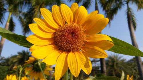 Close-up of sunflower