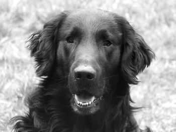 Close-up portrait of dog