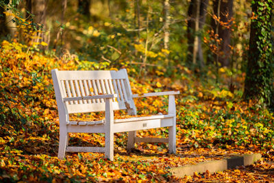 Empty bench in park during autumn