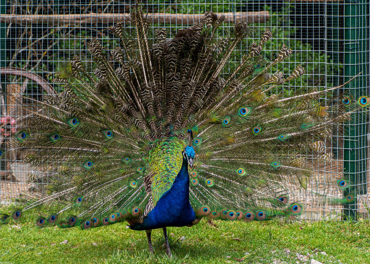 VIEW OF PEACOCK ON GRASS