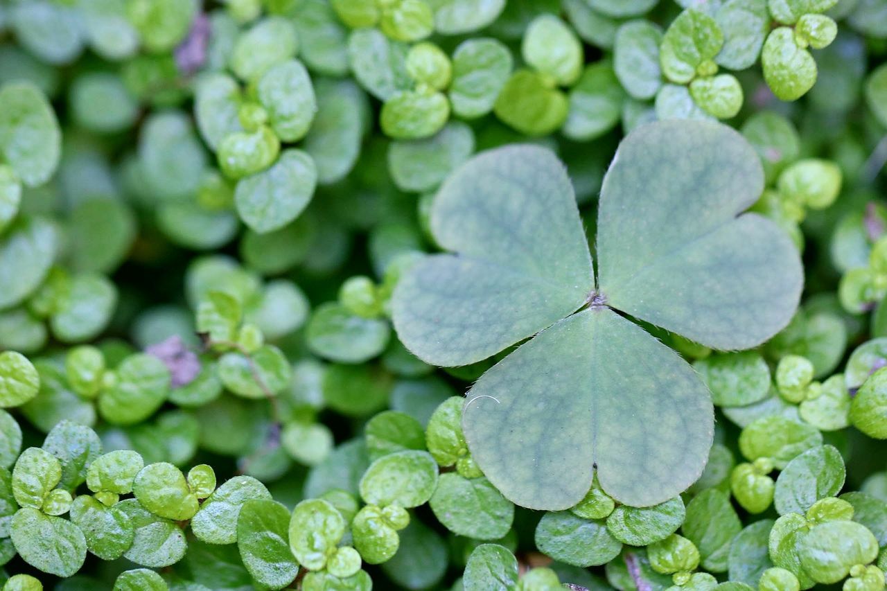 Plant growth leaf