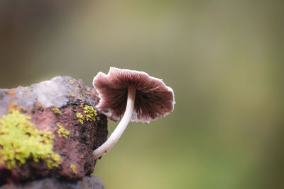 Close-up of mushroom on plant