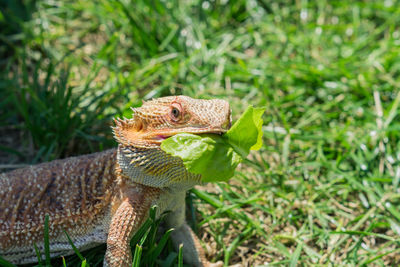 Closeup of a bearded dragon on green grass. exotic domestic pet.