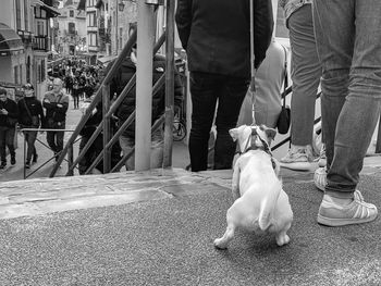 Low section of people with dog on city street