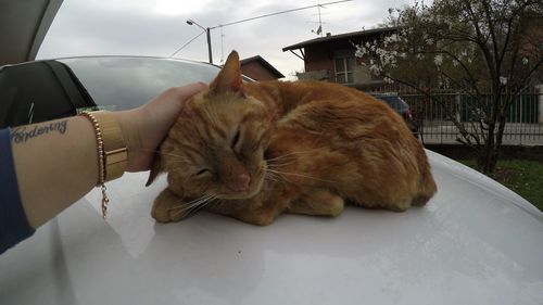 Cat sleeping on car