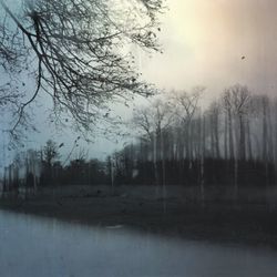 Bare trees on landscape