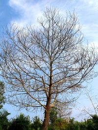 Low angle view of bare tree against sky