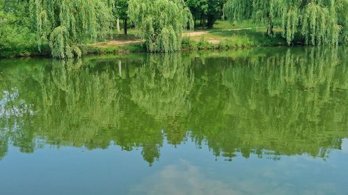 Scenic view of lake with trees reflection