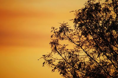 Low angle view of silhouette tree against orange sky