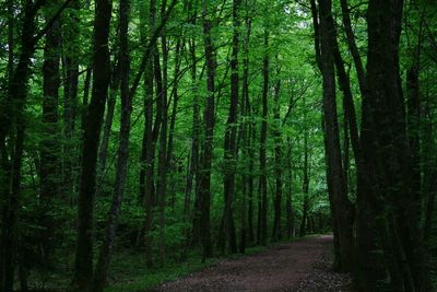 Trail amidst trees in forest