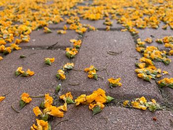 High angle view of autumn leaves on road
