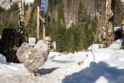 View of birds on snow covered land