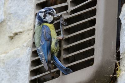 Close-up of bluetit over air duct on wall