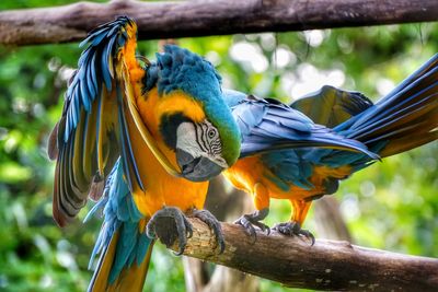 Close-up of parrot perching on tree