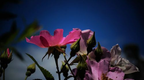 Close-up of pink flowers blooming outdoors