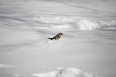 Bird perching on a land