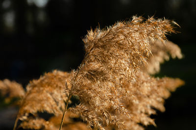 Close-up of dried plant