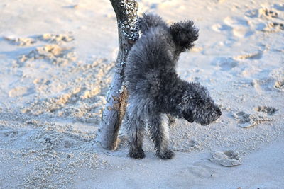 Cute little poodle dog is peeing against tree at baltic sea beach in winter