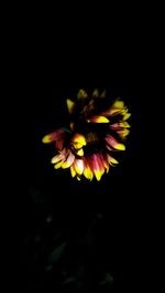 Close-up of flower over black background
