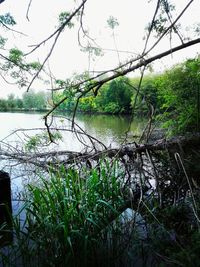 Reflection of trees in water