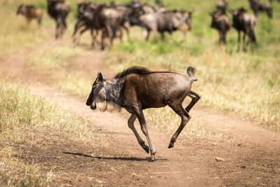Blue wildebeest calf gallops across dirt track