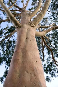 Low angle view of tree against sky