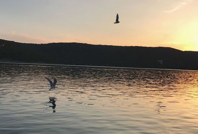 Silhouette of birds flying over lake against sky during sunset