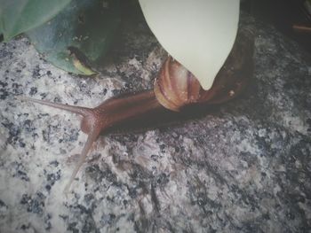 Close-up of snail