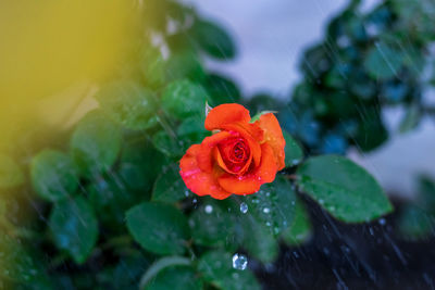 Close-up of red rose