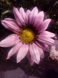 Close-up of flower blooming outdoors